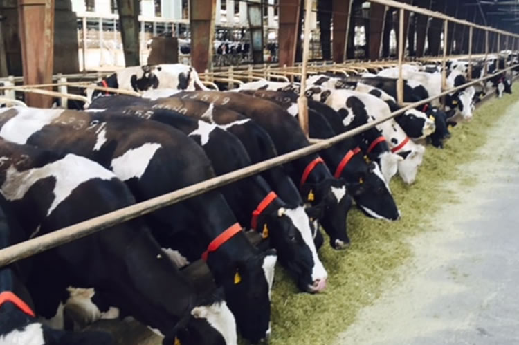 Irán: uno de los principales exportadores mundiales de leche en polvo descremada