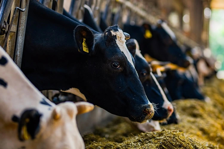 Sector lácteo 2026: lo que debes saber sobre consumo, producción y mercado en México