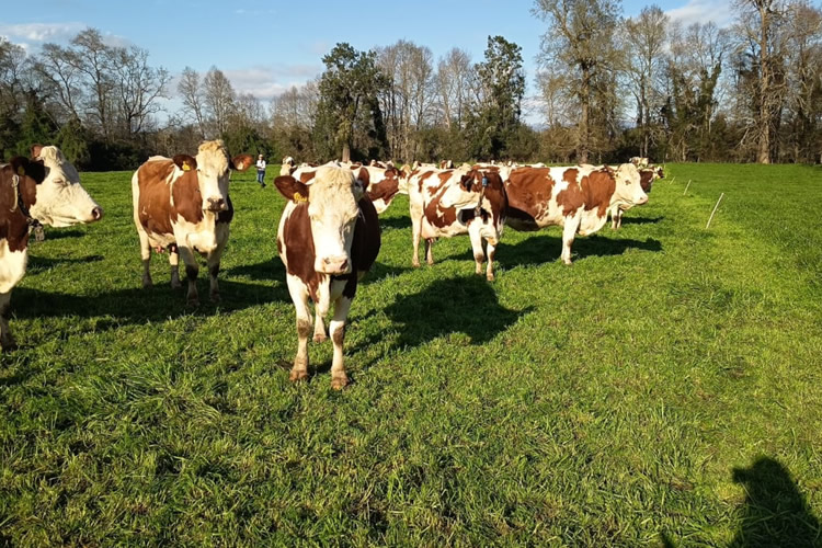 Estudiante de Doctorado UACh obtiene beca ANID con investigación sobre bienestar de vacas lecheras en sistemas pastoriles
