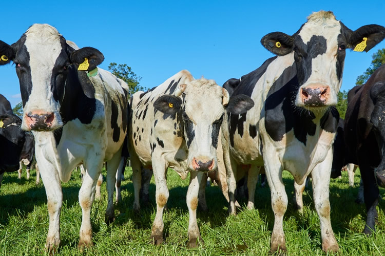 Recepción nacional de leche crece 3,6% al mes de febrero 