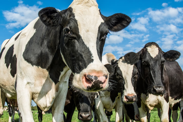 EE. UU: Los precios de los lácteos se recuperan gracias a la demanda que respalda el equilibrio del mercado