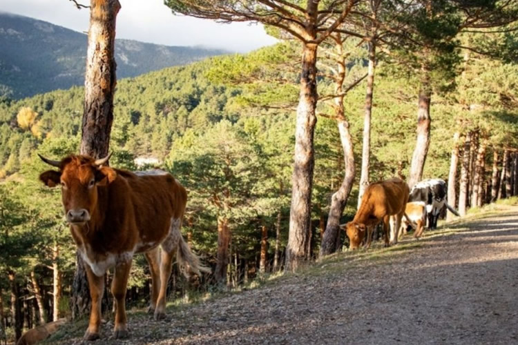 Estudio confirma que sistemas silvopastoriles mejoran suelos y potencian captura de carbono en bosques nativos