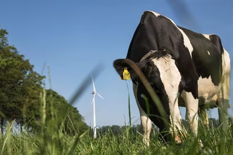 La UE aprueba plan económico en Países Bajos para reducir el número de vacas