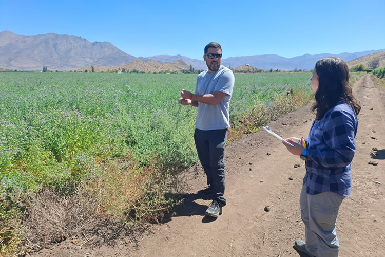 Nuevo proyecto busca aumentar la competitividad forrajera y ganadera con drones, sensores y riego de precisión