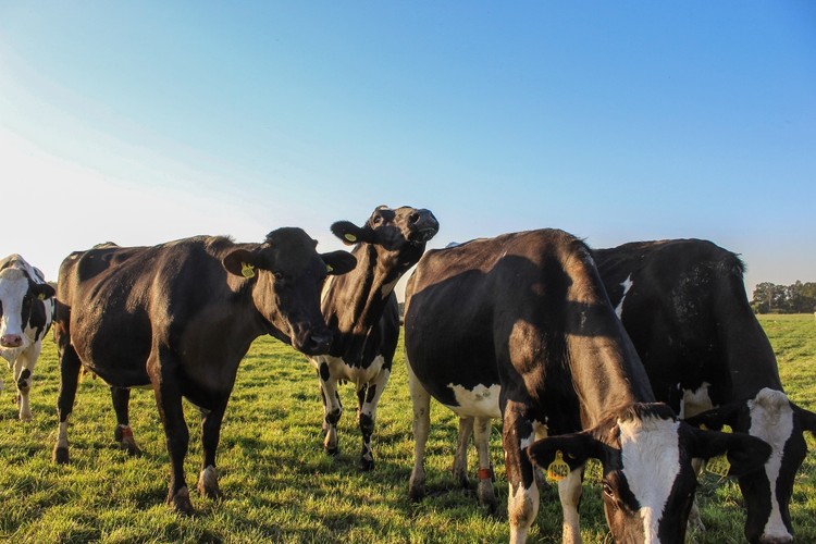 Precio real al productor de leche registra baja de 2,1 % al mes de marzo 