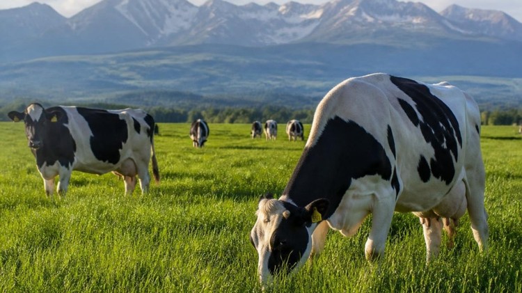 Las tendencias en la oferta mundial de leche influyen en los precios