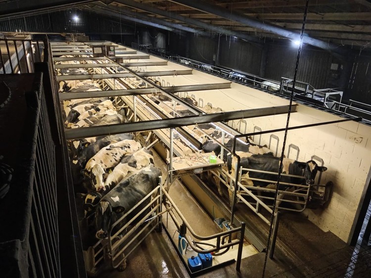 La fórmula de un gigante lácteo con 40.000 vacas y 650 trabajadores para atraer mano de obra a las granjas