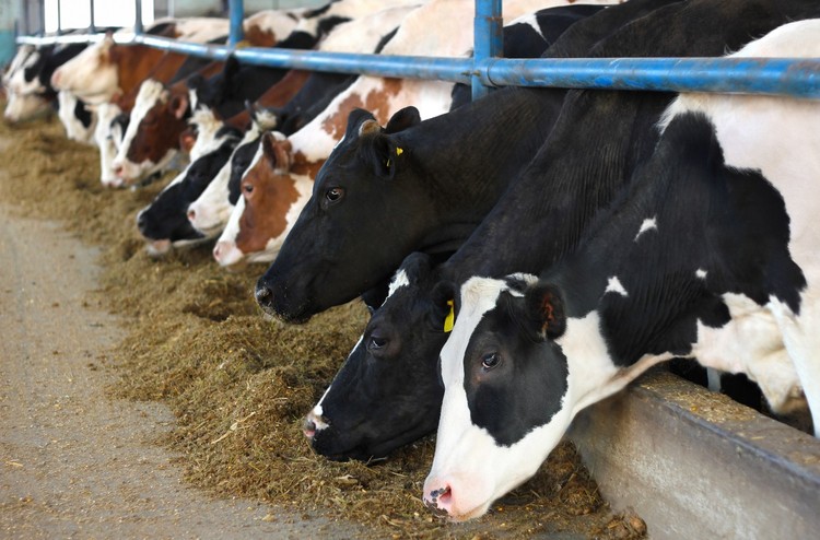 Argentina: Calidad de leche ¿Qué impacto tienen los sólidos útiles en los precios?
