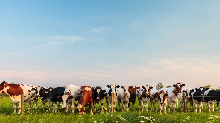 Demanda Récord por el Programa de Precio Fijo de la Leche de Fonterra