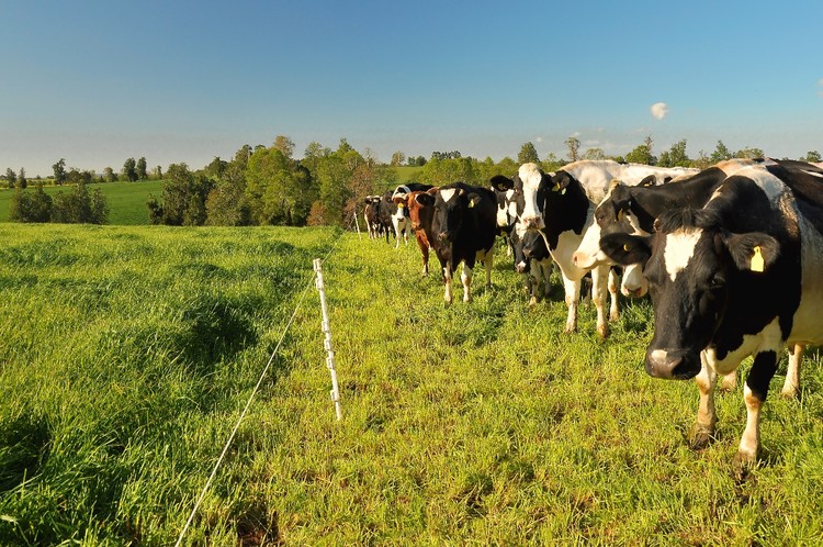 Recepción nacional de leche cruda crece 4,6% el primer semestre del año