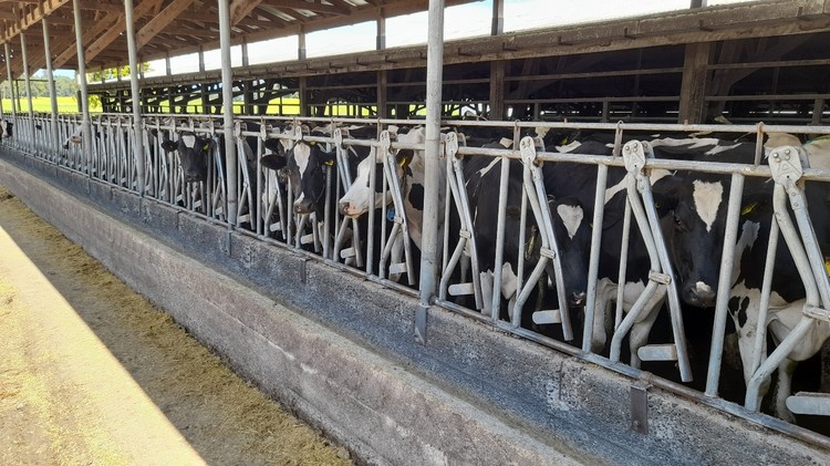 Producción nacional de leche aumenta 49,1 millones de litros en los primeros seis meses del año