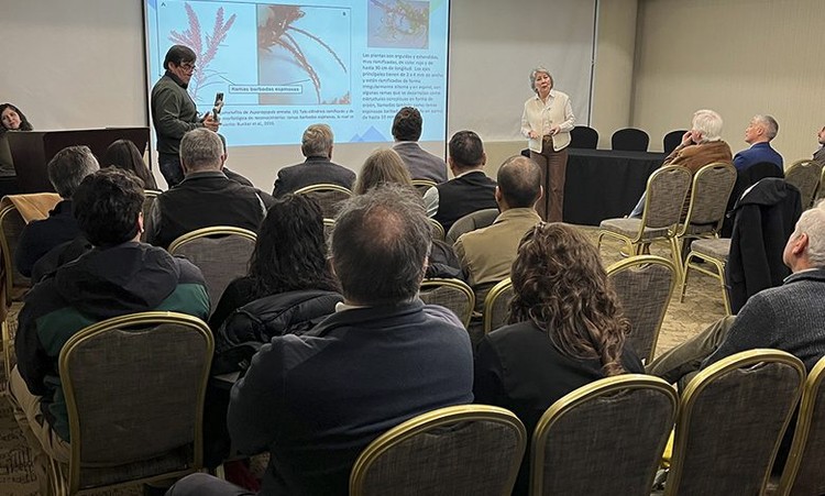 Proyecto revela menor emisión de metano al incorporar algas en la dieta bovina
