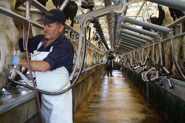Flexibilidad laboral: una necesidad impostergable para la agricultura y la lechería