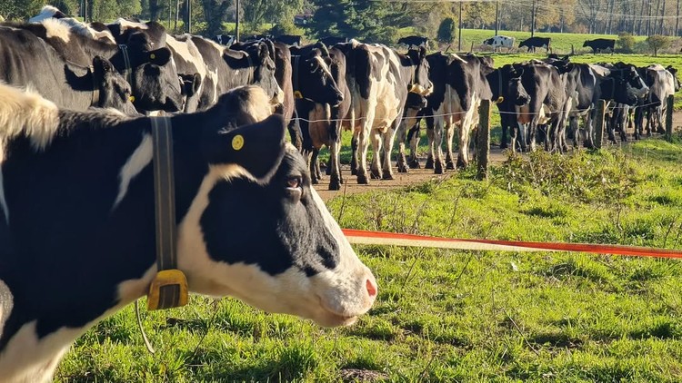 La recepción nacional de leche cruda sostiene tranco positivo y acumula alza de 4,8% al mes de julio 