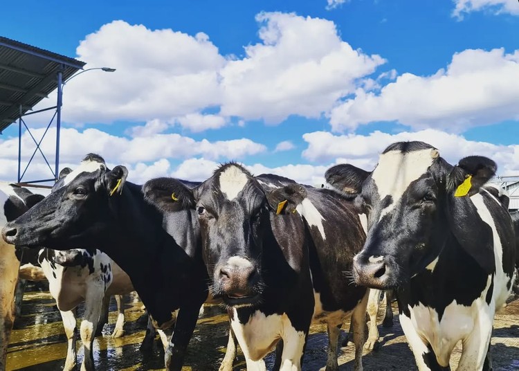 El precio a productor mantiene baja de 1,6% en siete meses y profundiza brecha con los   costos   