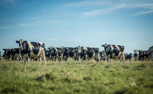 Uruguay sostiene el mercado lechero con exportaciones de terneras a Turquía
