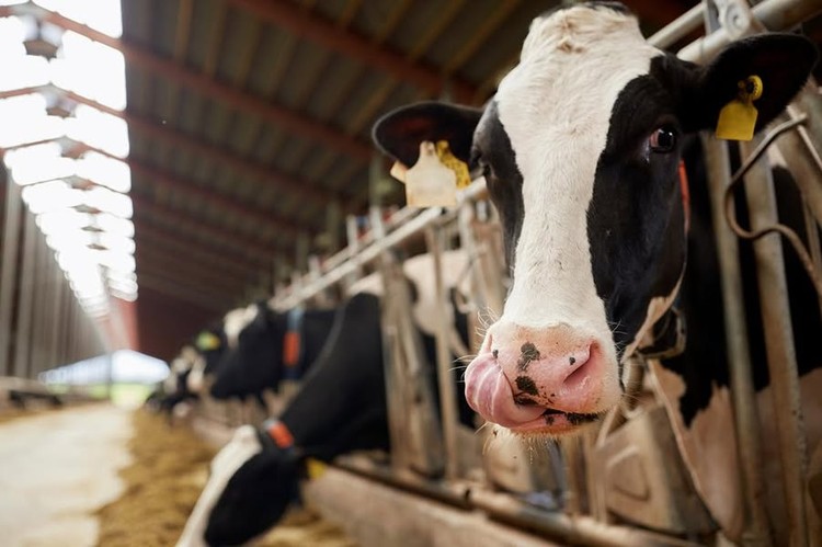 Observatorio Europeo del Mercado Lácteo: sube la mantequilla y la LPE