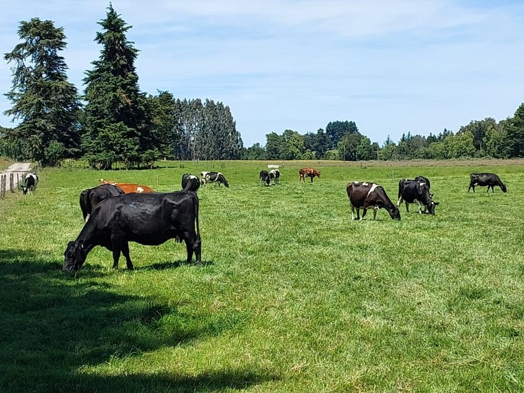 La recepción nacional de leche mantiene su dinamismo y acumula crecimiento de 4,7% al mes de agosto