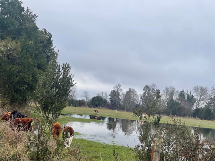 Las intensas lluvias saturan las praderas y retrasan la fertilización