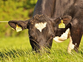 La leche: una industria en movimiento y al alza