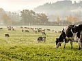 Precio de la leche sigue sin repuntar y acumula caída de 1,7% al mes de mayo