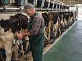 IFCN: El precio mundial de la leche se estabiliza tras cinco meses de subidas