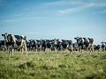 Uruguay sostiene el mercado lechero con exportaciones de terneras a Turquía