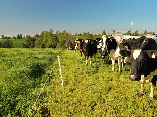 Fedeleche e INIA Remehue realizarán seminario sobre estrategias para reducir emisiones en sistemas bovinos de leche